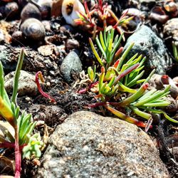 Close-up of cactus plant