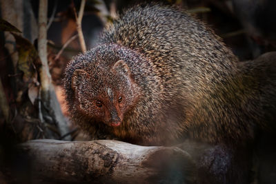 Close up of a black tailed mongoose