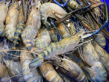 High angle view of fish for sale in market