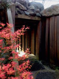 Plants growing in house