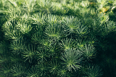 Close-up of pine tree