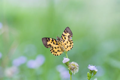 Close-up of butterfly pollinating on flower