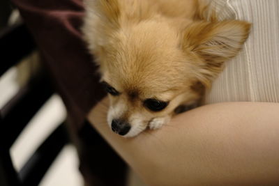 Extreme close-up of a dog