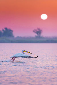 Bird on lake against sky at sunset