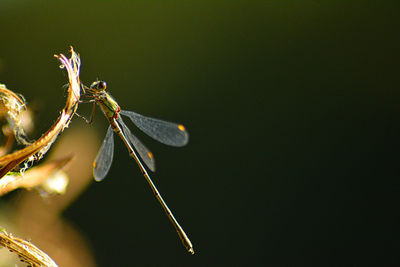 Close-up of dragonfly on plant