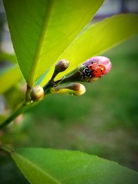 Close-up of ladybug on bud