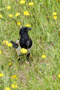 Black swan on a field