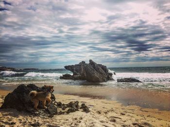 Dog on rock by sea against sky