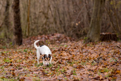 Small dog standing on dry leaves in forest