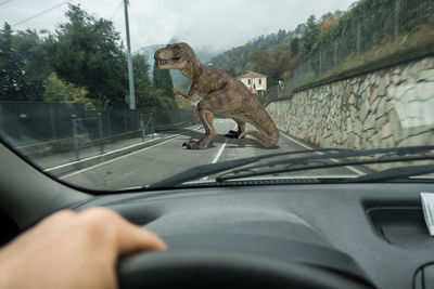 Midsection of a horse in car