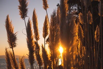 Close-up of stalks in field against sky at sunset