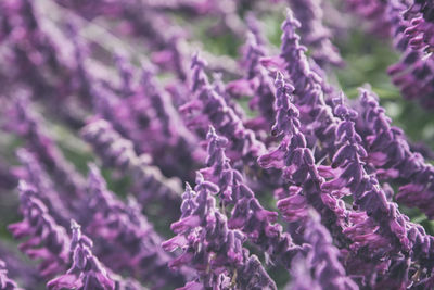 Close-up of purple flowers