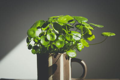 Close-up of green plant against white background