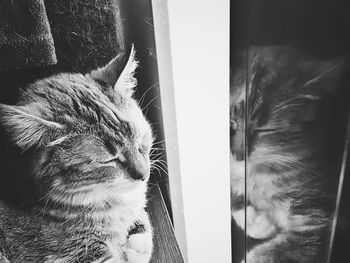 Close-up of cat relaxing by window