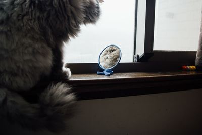 Close-up of cat against sky