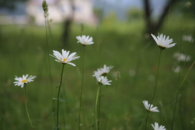 Close-up of white flowering plants on field