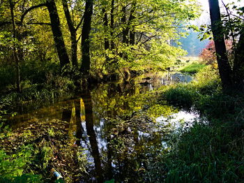 Scenic view of lake amidst trees in forest