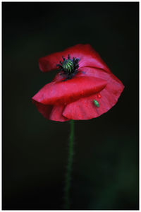 Close-up of red flower blooming against black background