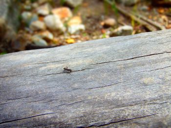 Close-up of insect