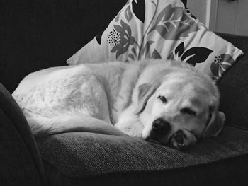 Close-up of dog resting