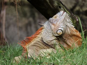 Close-up of a lizard on a field