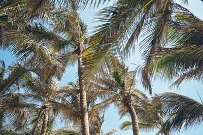 Low angle view of palm trees against sky