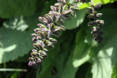 plant
