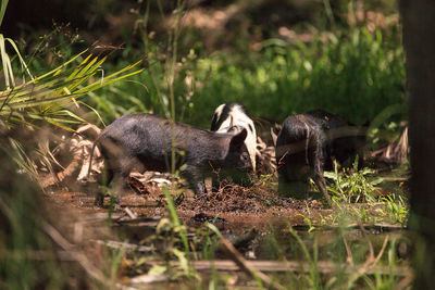 Baby wild hog also called feral hog or sus scrofa forage for food in myakka river state park 