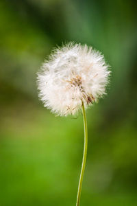 Close-up of dandelion