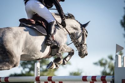 Low section of jockey jumping horse over hurdles against sky