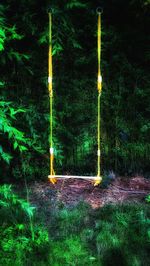 Illuminated trees in forest