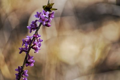 Close-up of purple flowering plant