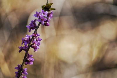 Purple flowers on bokeh background