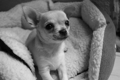 Close-up portrait of dog at home