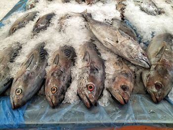High angle view of fish for sale in market