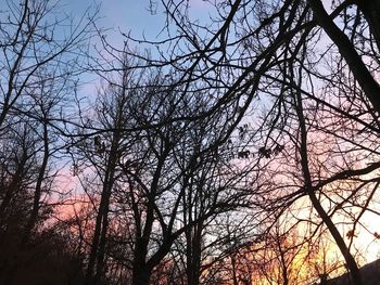 Low angle view of silhouette bare trees against sky