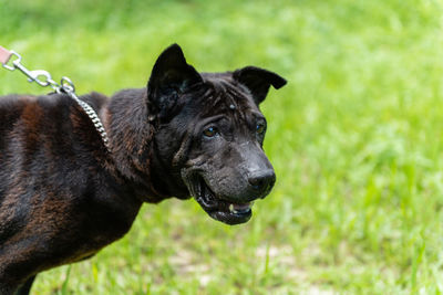 Close-up of a dog on field