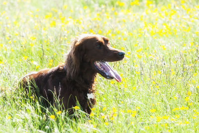 Black dog looking away on field