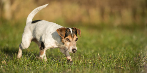 Portrait of dog on field