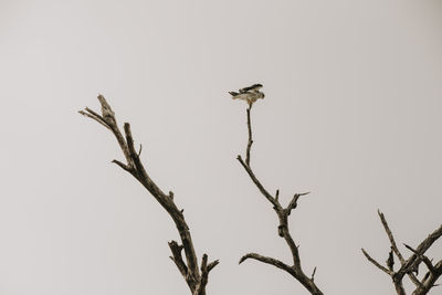 Low angle view of bird perching on branch against sky