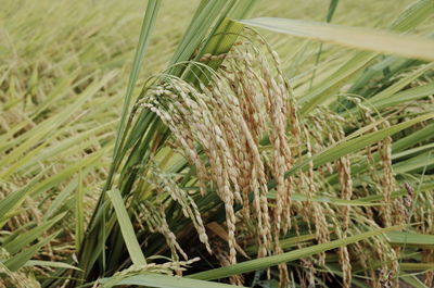 Close-up of crops growing on field
