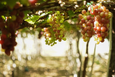 Close-up of grapes growing in vineyard