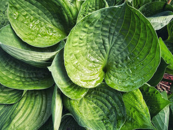 Full frame shot of plants 