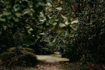 View of flowering plants in park