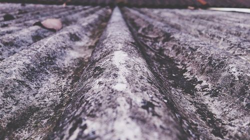 Surface level of dirt road along trees