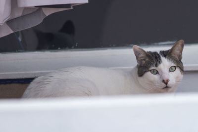 Close-up portrait of a cat