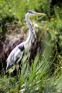 High angle view of gray heron perching on field