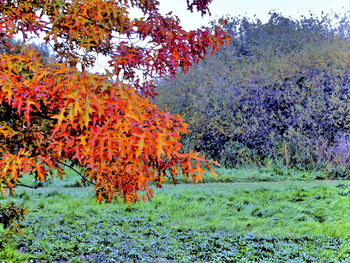 Autumn trees against sky