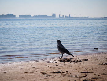 Seagull on a beach