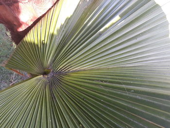 Close-up of palm leaves